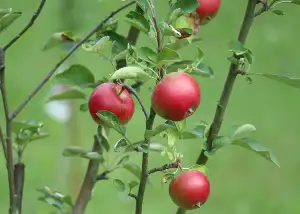 Kotlety Na Smetaně