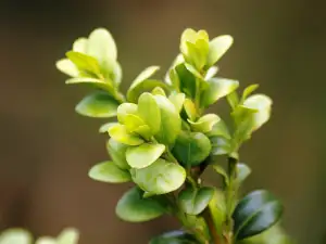 Buxus