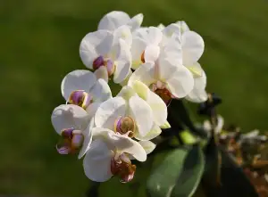 Orchideje