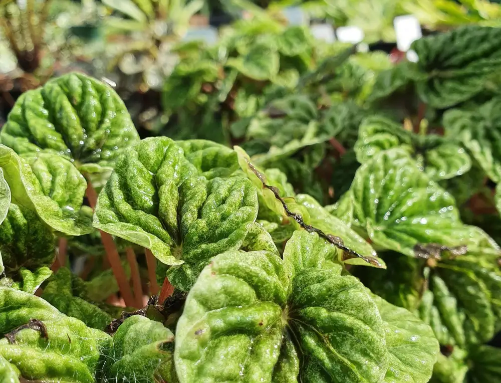 Peperomia