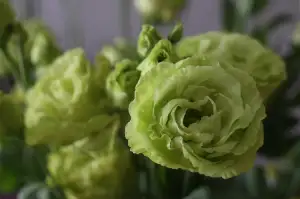 Eustoma