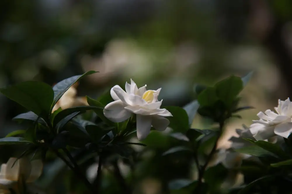 Gardenia