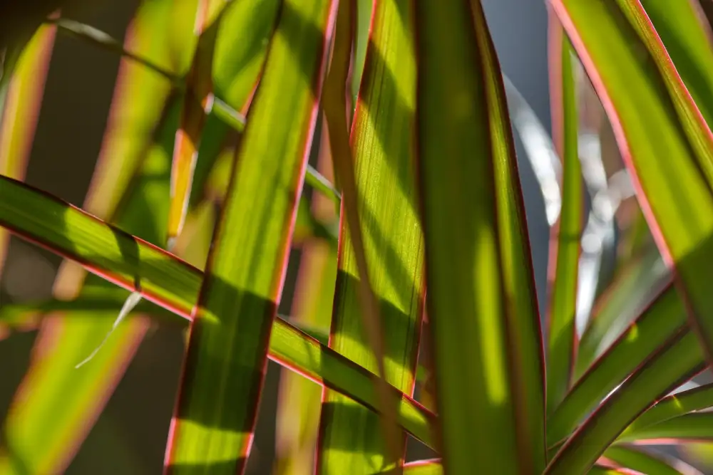 Dracena