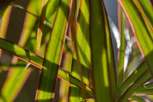 Dracena